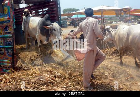 19. Juni 2023, Islamabad, Pakistan: Opfertiere zum Verkauf werden auf einem Markt vor dem muslimischen Festival von Eid al-Adha ausgestellt. Eid al-Adha ist einer der heiligsten muslimischen Feiertage des Jahres. Es ist die jährliche muslimische Pilgerfahrt, bekannt als Hajj, um Mekka zu besuchen. Während Eid al-Adha schlachten Muslime ein Tier und teilen das Fleisch in drei Teile: Einen für die Familie, einen für Freunde und Verwandte und einen für die Armen und Bedürftigen. Händler entladen Rinder aus einem Truck auf einem Viehmarkt, der für das bevorstehende muslimische Opferfest von Eid al-Adha eingerichtet ist (Kreditbild: © Raja Imran/Pacific Press V Stockfoto