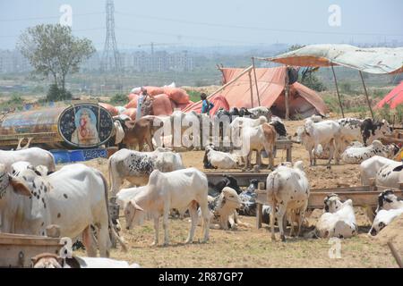 19. Juni 2023, Islamabad, Pakistan: Opfertiere zum Verkauf werden auf einem Markt vor dem muslimischen Festival von Eid al-Adha ausgestellt. Eid al-Adha ist einer der heiligsten muslimischen Feiertage des Jahres. Es ist die jährliche muslimische Pilgerfahrt, bekannt als Hajj, um Mekka zu besuchen. Während Eid al-Adha schlachten Muslime ein Tier und teilen das Fleisch in drei Teile: Einen für die Familie, einen für Freunde und Verwandte und einen für die Armen und Bedürftigen. Händler entladen Rinder aus einem Truck auf einem Viehmarkt, der für das bevorstehende muslimische Opferfest von Eid al-Adha eingerichtet ist (Kreditbild: © Raja Imran/Pacific Press V Stockfoto