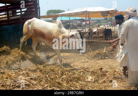 19. Juni 2023, Islamabad, Pakistan: Opfertiere zum Verkauf werden auf einem Markt vor dem muslimischen Festival von Eid al-Adha ausgestellt. Eid al-Adha ist einer der heiligsten muslimischen Feiertage des Jahres. Es ist die jährliche muslimische Pilgerfahrt, bekannt als Hajj, um Mekka zu besuchen. Während Eid al-Adha schlachten Muslime ein Tier und teilen das Fleisch in drei Teile: Einen für die Familie, einen für Freunde und Verwandte und einen für die Armen und Bedürftigen. Händler entladen Rinder aus einem Truck auf einem Viehmarkt, der für das bevorstehende muslimische Opferfest von Eid al-Adha eingerichtet ist (Kreditbild: © Raja Imran/Pacific Press V Stockfoto