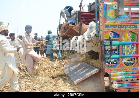 19. Juni 2023, Islamabad, Pakistan: Opfertiere zum Verkauf werden auf einem Markt vor dem muslimischen Festival von Eid al-Adha ausgestellt. Eid al-Adha ist einer der heiligsten muslimischen Feiertage des Jahres. Es ist die jährliche muslimische Pilgerfahrt, bekannt als Hajj, um Mekka zu besuchen. Während Eid al-Adha schlachten Muslime ein Tier und teilen das Fleisch in drei Teile: Einen für die Familie, einen für Freunde und Verwandte und einen für die Armen und Bedürftigen. Händler entladen Rinder aus einem Truck auf einem Viehmarkt, der für das bevorstehende muslimische Opferfest von Eid al-Adha eingerichtet ist (Kreditbild: © Raja Imran/Pacific Press V Stockfoto