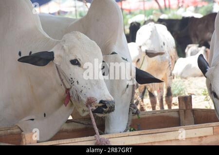 19. Juni 2023, Islamabad, Pakistan: Opfertiere zum Verkauf werden auf einem Markt vor dem muslimischen Festival von Eid al-Adha ausgestellt. Eid al-Adha ist einer der heiligsten muslimischen Feiertage des Jahres. Es ist die jährliche muslimische Pilgerfahrt, bekannt als Hajj, um Mekka zu besuchen. Während Eid al-Adha schlachten Muslime ein Tier und teilen das Fleisch in drei Teile: Einen für die Familie, einen für Freunde und Verwandte und einen für die Armen und Bedürftigen. Händler entladen Rinder aus einem Truck auf einem Viehmarkt, der für das bevorstehende muslimische Opferfest von Eid al-Adha eingerichtet ist (Kreditbild: © Raja Imran/Pacific Press V Stockfoto