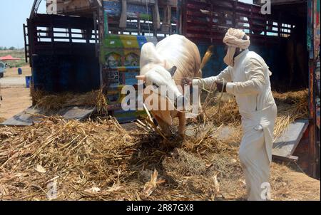 19. Juni 2023, Islamabad, Pakistan: Opfertiere zum Verkauf werden auf einem Markt vor dem muslimischen Festival von Eid al-Adha ausgestellt. Eid al-Adha ist einer der heiligsten muslimischen Feiertage des Jahres. Es ist die jährliche muslimische Pilgerfahrt, bekannt als Hajj, um Mekka zu besuchen. Während Eid al-Adha schlachten Muslime ein Tier und teilen das Fleisch in drei Teile: Einen für die Familie, einen für Freunde und Verwandte und einen für die Armen und Bedürftigen. Händler entladen Rinder aus einem Truck auf einem Viehmarkt, der für das bevorstehende muslimische Opferfest von Eid al-Adha eingerichtet ist (Kreditbild: © Raja Imran/Pacific Press V Stockfoto