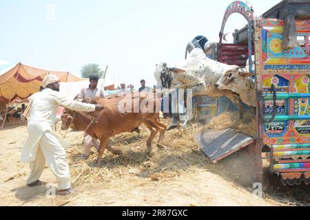 19. Juni 2023, Islamabad, Pakistan: Opfertiere zum Verkauf werden auf einem Markt vor dem muslimischen Festival von Eid al-Adha ausgestellt. Eid al-Adha ist einer der heiligsten muslimischen Feiertage des Jahres. Es ist die jährliche muslimische Pilgerfahrt, bekannt als Hajj, um Mekka zu besuchen. Während Eid al-Adha schlachten Muslime ein Tier und teilen das Fleisch in drei Teile: Einen für die Familie, einen für Freunde und Verwandte und einen für die Armen und Bedürftigen. Händler entladen Rinder aus einem Truck auf einem Viehmarkt, der für das bevorstehende muslimische Opferfest von Eid al-Adha eingerichtet ist (Kreditbild: © Raja Imran/Pacific Press V Stockfoto