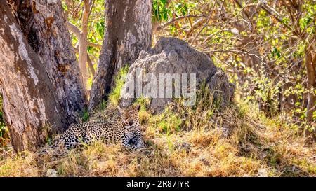 An einem heißen Tag in Savuti, Chobe-Nationalpark, Botsuana, liegt eine wunderschöne Erwachsene Leopardin (Panthera pardus) neben einem Termitenhügel und einigen Bäumen. Stockfoto