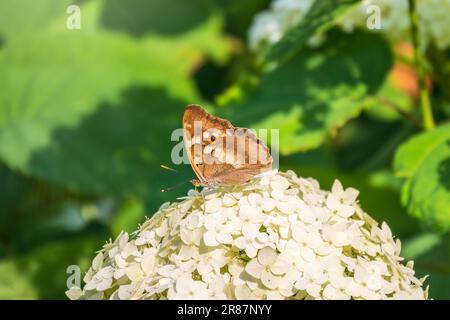 Schmetterling apatura Iris, der violette Kaiser, sitzt auf weißen Blüten auf grünem Hintergrund Stockfoto