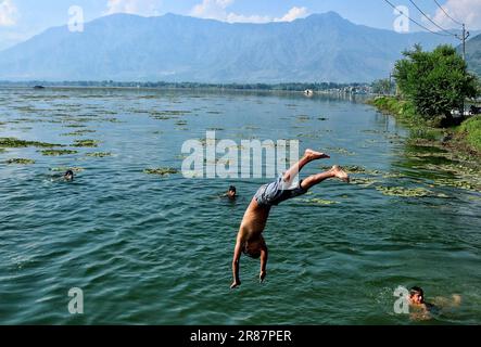 Srinagar Kaschmir, Indien. 19. Juni 2023. Ein Junge springt in die Gewässer des Dal Lake, um sich an einem heißen Tag in Srinagar abzukühlen. Am 19. Juni wurde in Srinagar eine Tagestemperatur von 31 Grad Celsius festgestellt, da die meteorologische Abteilung in den nächsten Tagen ein heißes und feuchtes Wetter in Kaschmir vorhersagt. Am 19. Juni 2023 in Srinagar Kaschmir, Indien. (Kreditbild: © Firdous Nazir/Eyepix via ZUMA Press Wire) NUR REDAKTIONELLE VERWENDUNG! Nicht für den kommerziellen GEBRAUCH! Stockfoto