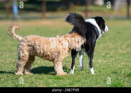 Hunde verschiedener Rassen spielen im Park auf grünem Gras Stockfoto