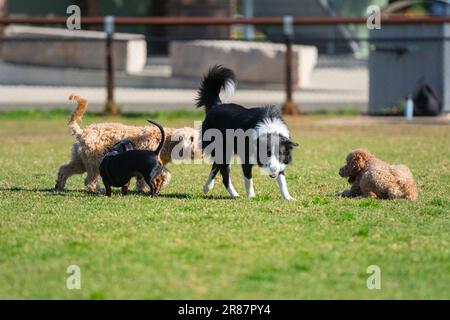 Hunde verschiedener Rassen spielen im Park auf grünem Gras Stockfoto