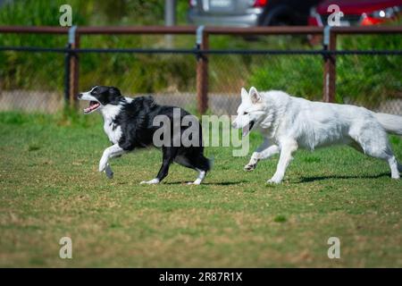 Hunde verschiedener Rassen spielen im Park auf grünem Gras Stockfoto