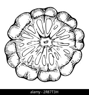 Handgezeichneter Tintenvektor Pattypan-Kürbis. Zeichnungskunst für Thanksgiving, Ernte, Landwirtschaft. Isoliertes Objekt, schwarzer Umriss. Design für Stock Vektor