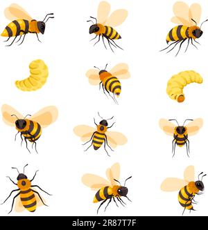 Bienen Lebenszyklus und Porträts, Honigbienen und Larven Stock Vektor