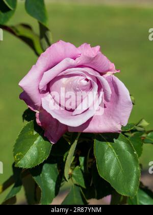 Eine rosafarbene Blume in voller Blüte in einem australischen Garten Stockfoto