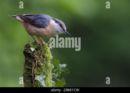 Nuthatch [ Sitta europaea ] auf Moos und Efeu bedecktem Stumpf Stockfoto