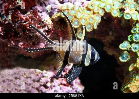 Bangai Kardinal [ Pterapogon kauderni ] im Meeres-Riff-Aquarium Stockfoto