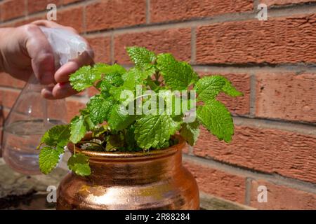 Ein Mann, der eine Topfpflanze mit Zitronenbalsam mit einer Gartenwasserflasche gießt. Entwickeln Sie Ihr eigenes Konzept Stockfoto