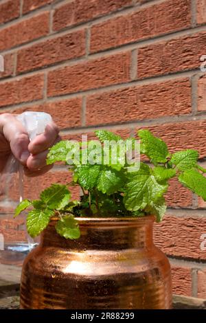 Ein Mann, der eine Topfpflanze mit Zitronenbalsam mit einer Gartenwasserflasche gießt. Entwickeln Sie Ihr eigenes Konzept Stockfoto