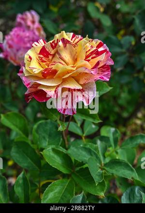 Gelb-rosa Beetrose Maurice Utrillo Blume auf grünem Laub Hintergrund an einem sonnigen Frühlingstag Stockfoto