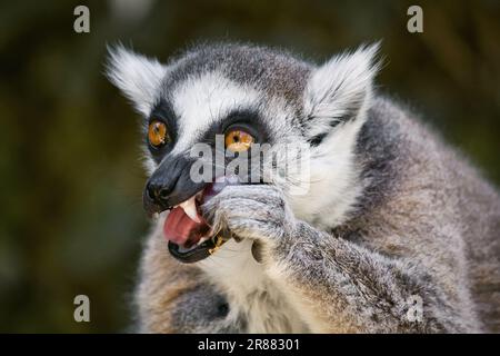 Nahaufnahme des Kopffotos eines Lemurenringschwanzes mit pelzigen Ohren, die eine Pflaume fressen und von der Kamera wegschauen Stockfoto