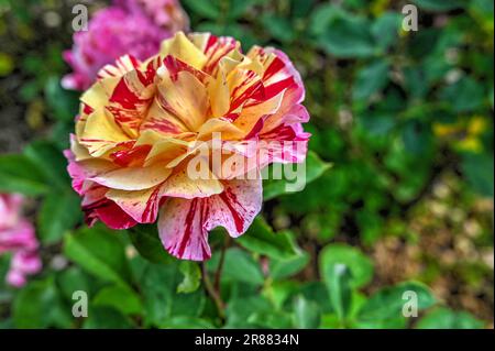 Gelb-rosa Beetrose Maurice Utrillo Blume auf grünem Laub Hintergrund an einem sonnigen Frühlingstag Stockfoto