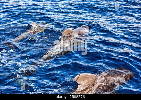 Pilotwal (Globicephala), Gruppe mit jungen, Schwimmen auf der Wasseroberfläche, Walbeobachtung, Teneriffa, Spanien Stockfoto