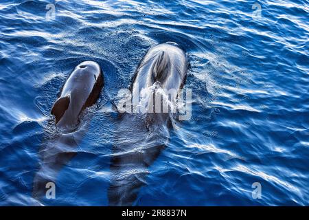 Zwei Grindwale (Globicephala), Erwachsener mit Jungfischen, Schwimmen auf der Wasseroberfläche, Walbeobachtung, Teneriffa, Spanien Stockfoto