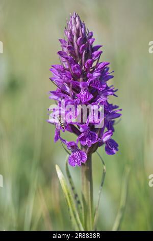 Südliche Sumpforchidee (Dactylorhiza praetermissa) und gemeine Luftkissenfliege (Eupeodes corollae), Emsland, Niedersachsen, Deutschland Stockfoto