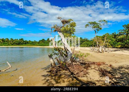 Mangroven- und Regenwaldvegetation auf dem Sand von Praia do Sargi in Serra Grande an der Südküste Bahias Stockfoto