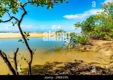 Fluss- und Mangrovenvegetation am Strand in Serra Grande an der Südküste Bahias Stockfoto