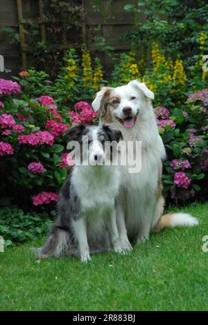 Border Collie, Blue-Merle, und Australian Shepherd, Red-Merle, sitzt Seite an Seite vor der blühenden Hortensien, FCI Standard Nr. 297 und Nr. Stockfoto