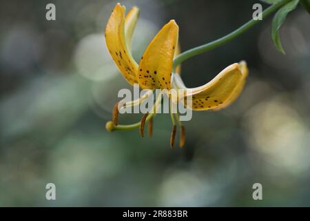 Korean Turk's-Bane (Lilium hansonii), Emsland, Niedersachsen, Deutschland Stockfoto