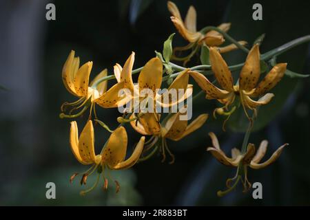 Korean Turk's-Bane (Lilium hansonii), Emsland, Niedersachsen, Deutschland Stockfoto