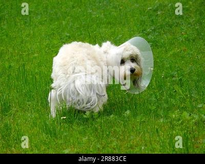 Hund mit Rübe, Havanesisch, Bichon Havanais, FCI, Standard Nr. 250 Stockfoto