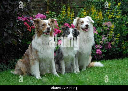 Eine Border Collie, Blue-Merle, und zwei australische Shepherds, Red-Merle, die Seite an Seite vor der blühenden Hortensien sitzen, FCI Standard Nr. 297 Stockfoto