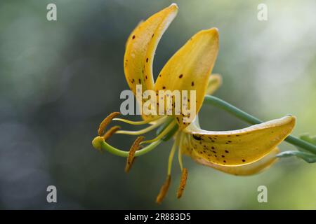 Korean Turk's-Bane (Lilium hansonii), Emsland, Niedersachsen, Deutschland Stockfoto