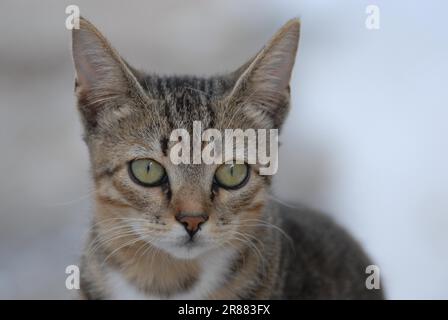 Junge Hauskatze, Tabby mit Weiß, Porträt, Dodekanese, Griechenland, Kätzchen, Tabby und Weiß, Porträt, Griechenland, Dodekanesische Insel, Nicht-Stammkunde Stockfoto