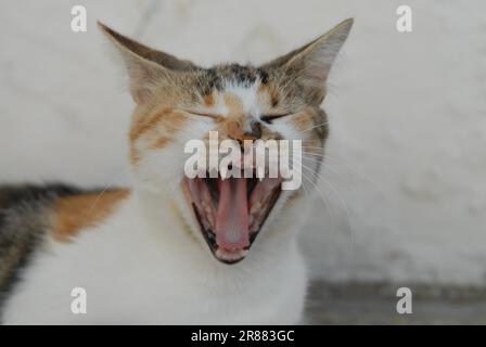 Hauskatze, Tortie Tabby mit Weißer, Gähnen mit weit offenem Mund, Porträt, Dodekanese, Griechenland, Katze, Tortie Tabby und White, Gähnen, Griechenland Stockfoto