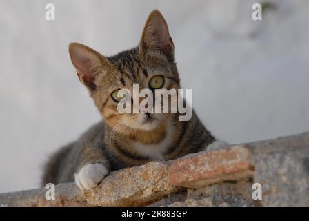 Junge Hauskatze, tabby und weiß, die merkwürdigerweise von einer Wand runtergucken, Dodekanese, Griechenland, Kätzchen, Tabby und Weiß, Von einer Mauer hinunter zu schauen Stockfoto