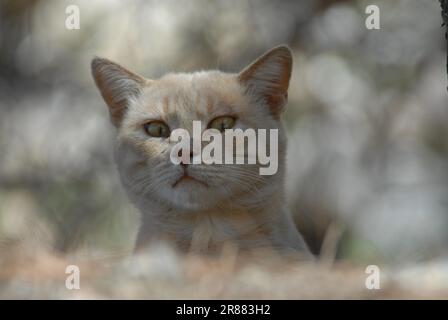 Hauskatze, Cream Tabby, von einer Wand runterschauend, Porträt, Dodekanese, Griechenland, Katze, Cream Tabby, von einer Wand runterschauend, Porträt, Griechenland Stockfoto