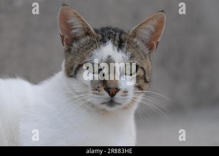 Hauskatze, weiß mit Tabby, Porträt, Dodekanesisch, Griechenland, CAT, White und Tabby, Porträt, Griechenland, Dodekanesische Insel, Nicht abstammungsartige Wildkatze (felis Stockfoto