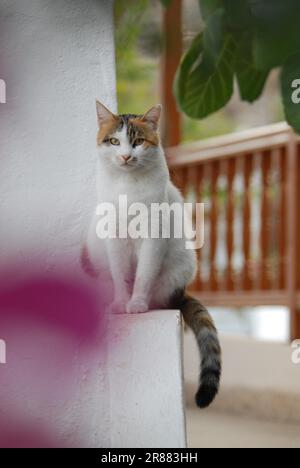 Hauskatze, Tortie Tabby und White, Dodekanese, Griechenland, Katze, Tortie Tabby und White, Griechenland, Insel Dodekanese, Wildkatze ohne Stammbaum (felis Stockfoto