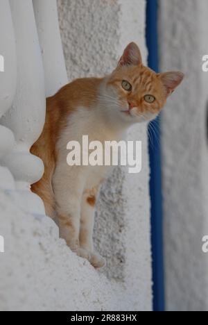 Hauskatze, Red Tabby und White, die von einem Balkon durch eine Balustrade hinunterblickten, Dodekanes, Griechenland, Wildkatze ohne Stammbaum (felis silvestris) f Stockfoto