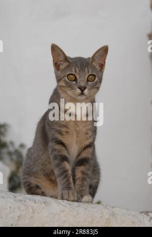 Junge Hauskatze, Blaue Torte Tabby und Weiße, die auf einer Stufe sitzen, Dodekanes, Griechenland, Kätzchen, Blaue Torte Tabby und Weiße, die auf einer Stufe sitzen Stockfoto