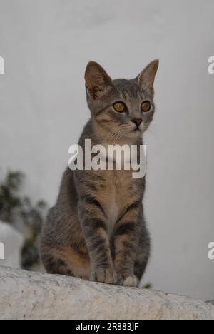 Junge Hauskatze, Blaue Torte Tabby und Weiße, die auf einer Stufe sitzen, Dodekanes, Griechenland, Kätzchen, Blaue Torte Tabby und Weiße, die auf einer Stufe sitzen Stockfoto