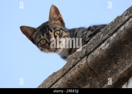 Junge Hauskatze, Tabby und weiß, die aus einer Cornice, vor dem blauen Himmel, vor Dodekanese, Griechenland, Kätzchen, Tabby und Weiß, spähen Stockfoto