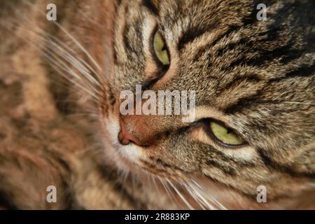 Hauskatze im Detail Stockfoto