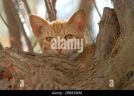 Junge Hauskatze, Red Tabby und White, die merkwürdigerweise von einem Baum runtergucken, Porträt, Dodekanese, Griechenland, Kätzchen, Red Tabby und White, Peering Stockfoto