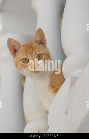 Junge Hauskatze, Red Tabby und White, die von einem Balkon durch eine Balustrade hinunterschauten, Dodekanese, Griechenland, Kätzchen, Red Tabby und White Stockfoto