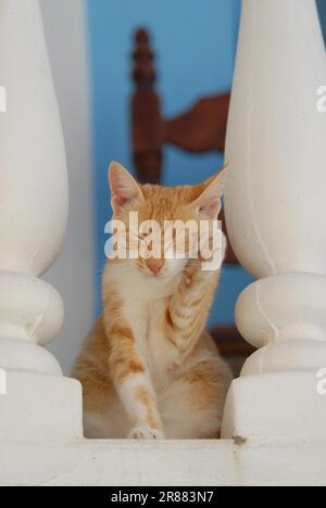 Junge Hauskatze, Red Tabby und White, sitzt auf einem Balkon zwischen einer Balustrade und reinigt sich mit seiner Pfote, Dodekanese, Griechenland, Kätzchen, Rot Stockfoto
