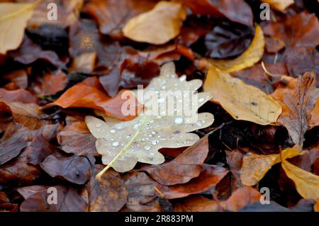 Herbstblätter im Regen, Wasser tropft auf einem Eichenblatt Stockfoto