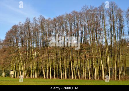 Erlenbäume am Bach im Spätherbst, Erlenwald, Jägerhochsitz Stockfoto